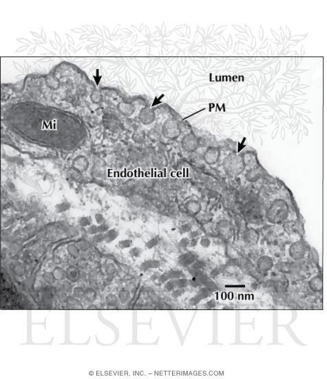 Watermarked preview of labeled image: Electron Micrograph of Caveolae and Vesicles In an Endothelial Cell