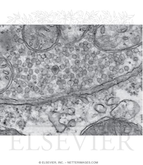 Electron Micrograph of Synaptic Vesicles at a Neuromuscular Junction