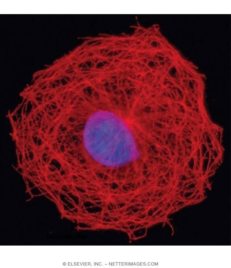 Light Micrograph of a Cell Showing the Microtubular Organization of Its Cytoskeleton