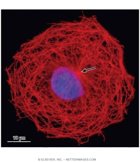 Watermarked preview of labeled image: Light Micrograph of a Cell Showing the Microtubular Organization of Its Cytoskeleton