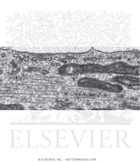 Electron Micrograph of Microtubules In a Cultured Cell
