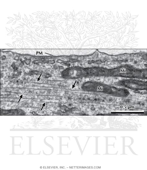 Electron Micrograph of Microtubules In a Cultured Cell