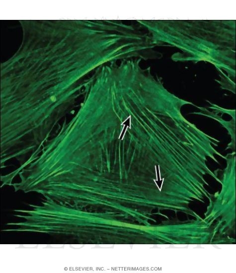 Watermarked preview of labeled image: Light Micrograph of Mammary Epithelial Cells Showing the Distribution of Actin Filaments