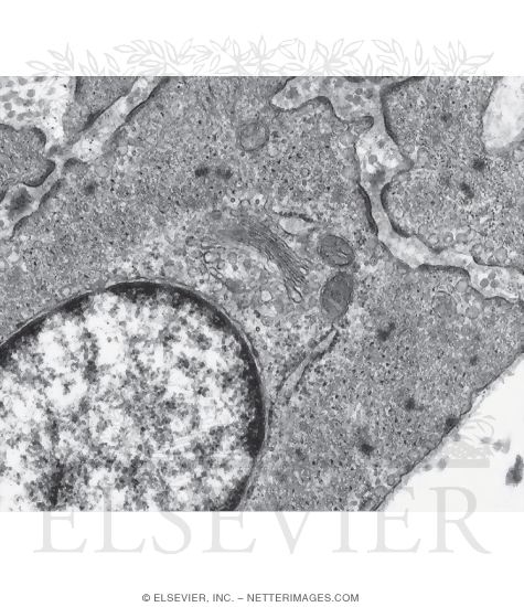 Watermarked preview of unlabeled image: Electron Micrograph of Actin and Intermediate Filaments In Part of a Smooth Muscle Cell