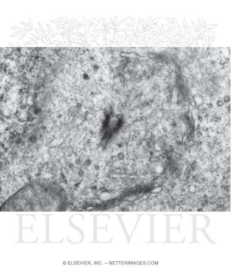 Electron Micrograph of Part of a Centriole In Oblique Section