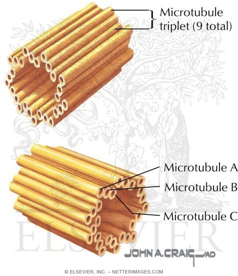 Watermarked preview of labeled image: Cilium