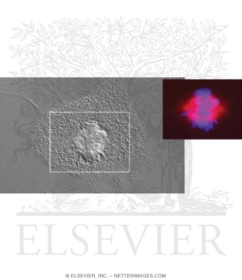 Light Micrographs of Cultured Cells Showing Events of Mitosis: Metaphase