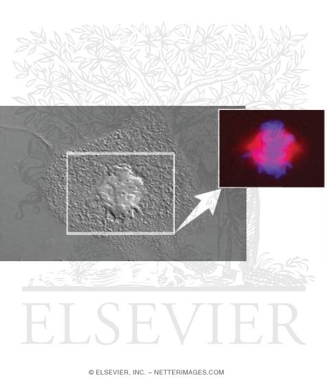 Watermarked preview of labeled image: Light Micrographs of Cultured Cells Showing Events of Mitosis: Metaphase