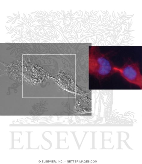 Watermarked preview of unlabeled image: Light Micrograph of Cultured Cells Showing Events of Mitosis: Telophase