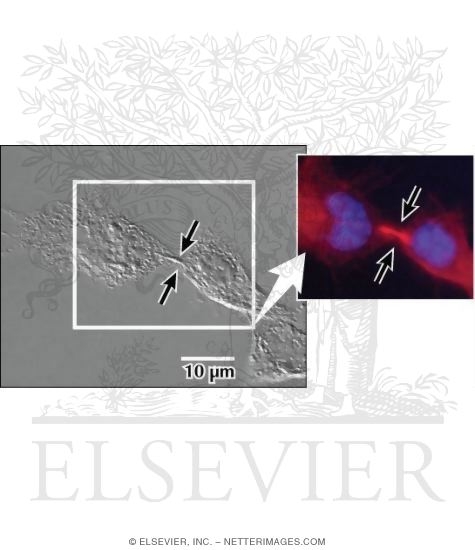 Watermarked preview of labeled image: Light Micrograph of Cultured Cells Showing Events of Mitosis: Telophase
