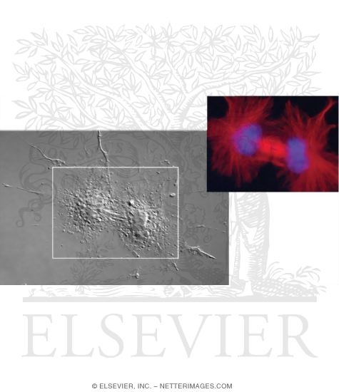 Watermarked preview of unlabeled image: Light Micrographs of Cultured Cells Showing Events of Mitosis: Anaphase