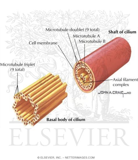 Watermarked preview of labeled image: Cilium