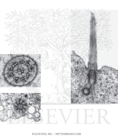 Electron Micrograph of a Cilium and Basal Body In Longitudinal Section
Electron Micrograph of the Shaft of a Cilium In Transverse Section
Electron Micrograph of the Basal Body of a Cilium In Transverse Section