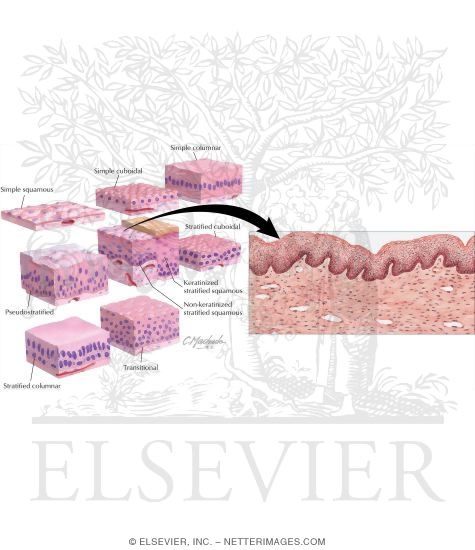 Classification of Epithelia With Schematic of Nonkeratonized Stratified Squamous Epithelium As Seen With Light Microscope