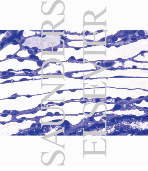 Light Micrograph of Part of the Renal Medulla