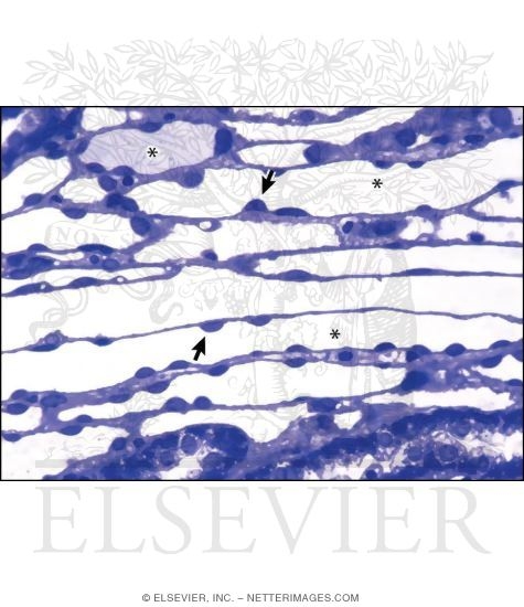 Watermarked preview of labeled image: Light Micrograph of Part of the Renal Medulla