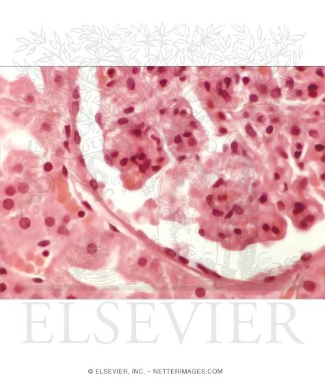 Watermarked preview of unlabeled image: Light Micrograph of the Cortex of the Kidney Showing Part of a Renal Corpuscle