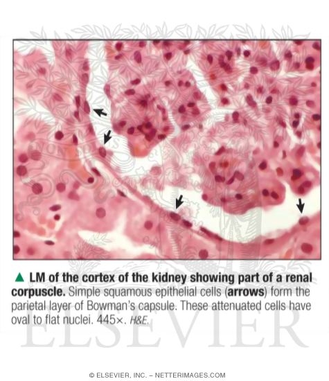 Light Micrograph of the Cortex of the Kidney Showing Part of a Renal Corpuscle