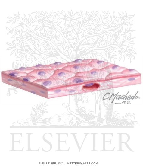 Simple Squamous Epithelium