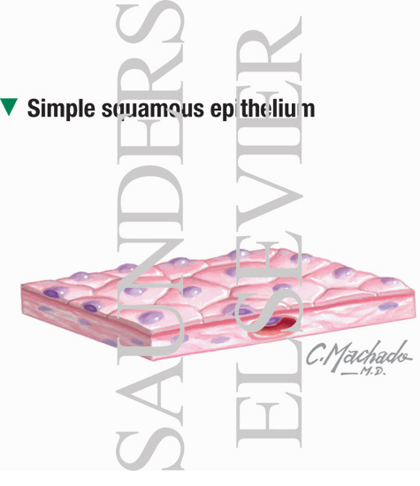Simple Squamous Epithelium