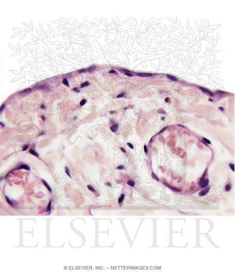 Light Micrograph of the Serosa of the Urinary Bladder