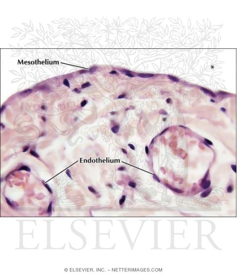 Watermarked preview of labeled image: Light Micrograph of the Serosa of the Urinary Bladder