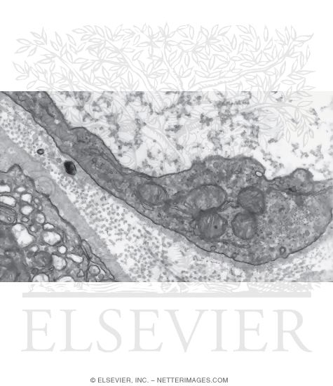 Watermarked preview of unlabeled image: Electron Micrograph of Part of an Endothelial Cell of a Capillary