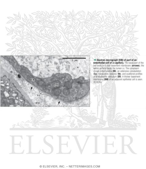 Watermarked preview of labeled image: Electron Micrograph of Part of an Endothelial Cell of a Capillary