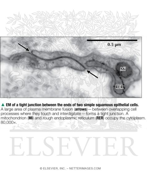 Watermarked preview of labeled image: Electron Micrograph of a Tight Junction Between the Ends of Two Simple Squamous Epithelial Cells