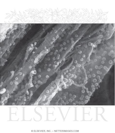 Watermarked preview of unlabeled image: High-Resolution Scanning Electron Micrograph of Cytoplasmic Vesicles In Squamous Epithelial Cells