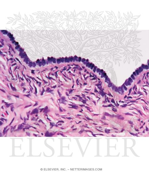 Light Micrograph of the Ovarian Surface Epithelium