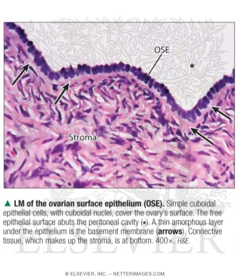 Watermarked preview of labeled image: Light Micrograph of the Ovarian Surface Epithelium