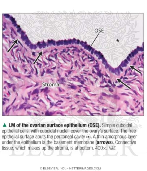 Light Micrograph of the Ovarian Surface Epithelium