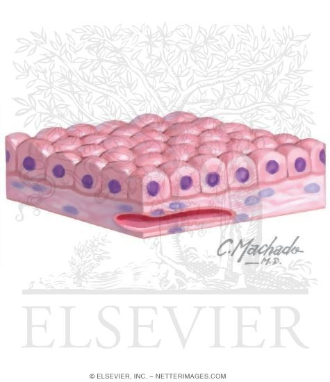 Simple Cuboidal Epithelium