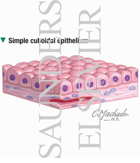 Simple Cuboidal Epithelium