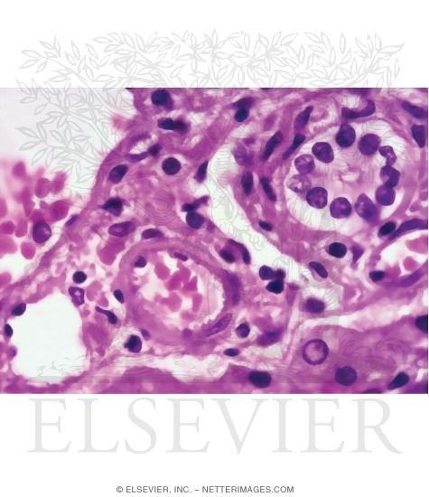 Light Micrograph of a Portal Triad In the Liver