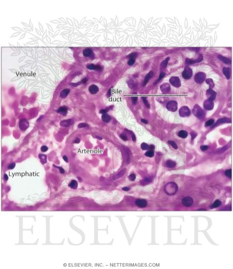 Light Micrograph of a Portal Triad In the Liver