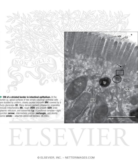 Electron Microraph of a Striated Border In Intestinal Epithelium