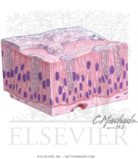 Pseudostratified Epithelium