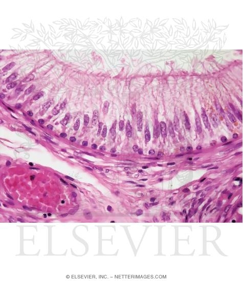 Light Micrograph of Pseudostratified Epithelium In the Epididymis