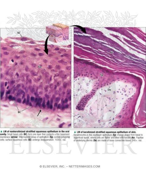 Light Micrograph of Nonkeratinized Stratified Squamous Epithelium In the Oral Cavity and Keratinized Stratified Squamous Epithelium of Skin