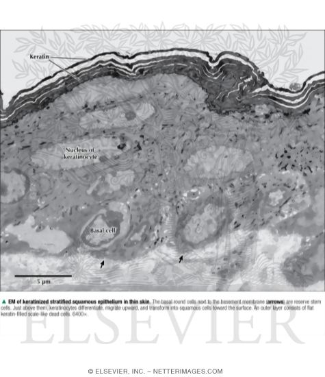 Electron Micrograph of Keratinized Stratified Squamous Eitheliumin Thin Skin