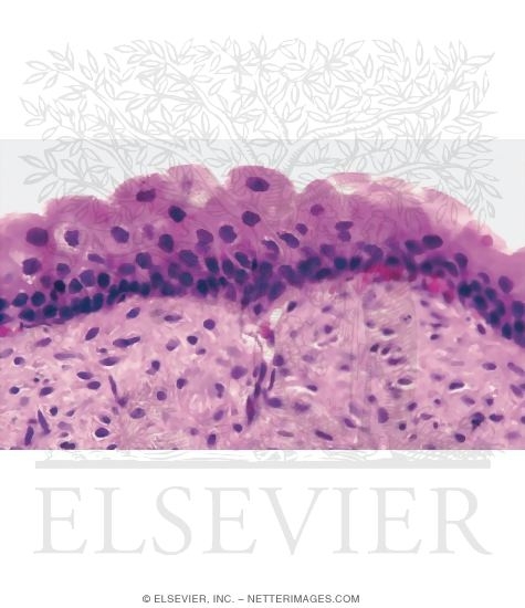 Watermarked preview of unlabeled image: Light Micrograph of Transitional Epithelium In a Distended Bladder