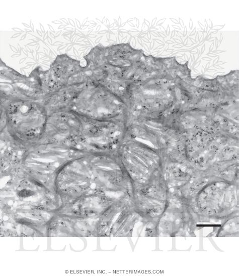 Electron Micrograph of the Apical Part of an Umbrella Cell In a Moderately Distended Bladder