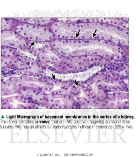 Watermarked preview of labeled image: Light Micrograph of Basement Membranes In the Cortex of a Kidney