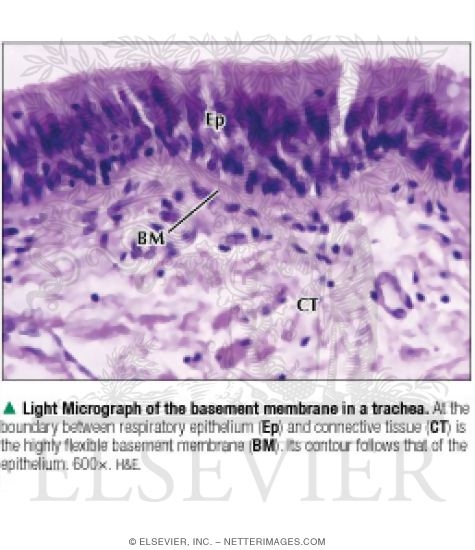 Light Micrograph of the Basement Membrane In a Trachea