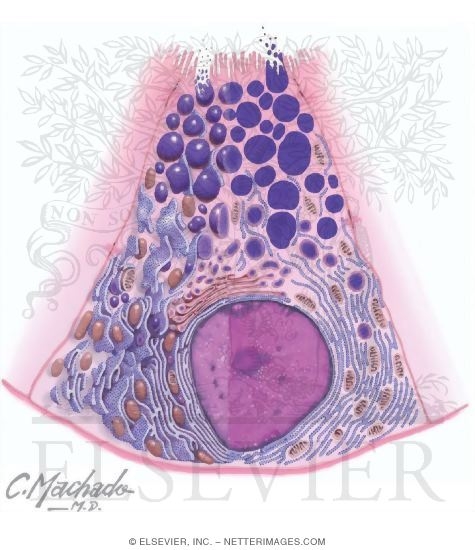 Ultrasructural Features of a Typical Epithelial Cell - A Serous Cell - Specialized to Synthesize and Secrete Protein for Export