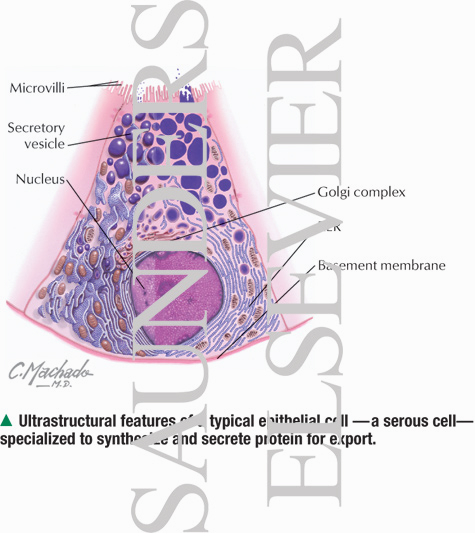 Ultrasructural Features of a Typical Epithelial Cell - A Serous Cell - Specialized to Synthesize and Secrete Protein for Export