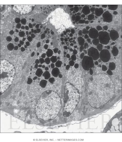 Electron Micrograph of Part of a Serous Acinus In a Parotid Gland