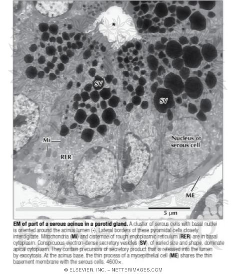 Electron Micrograph of Part of a Serous Acinus In a Parotid Gland